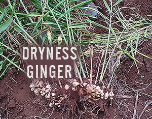 Dryness ginger