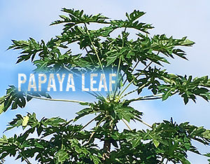 Papaya leaf