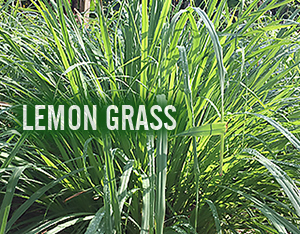 Lemon grass